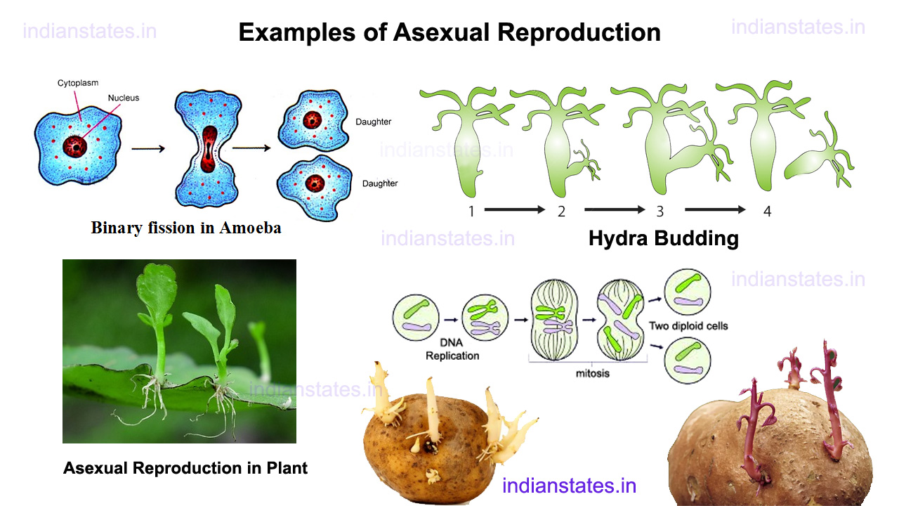 Asexual-Reproduction